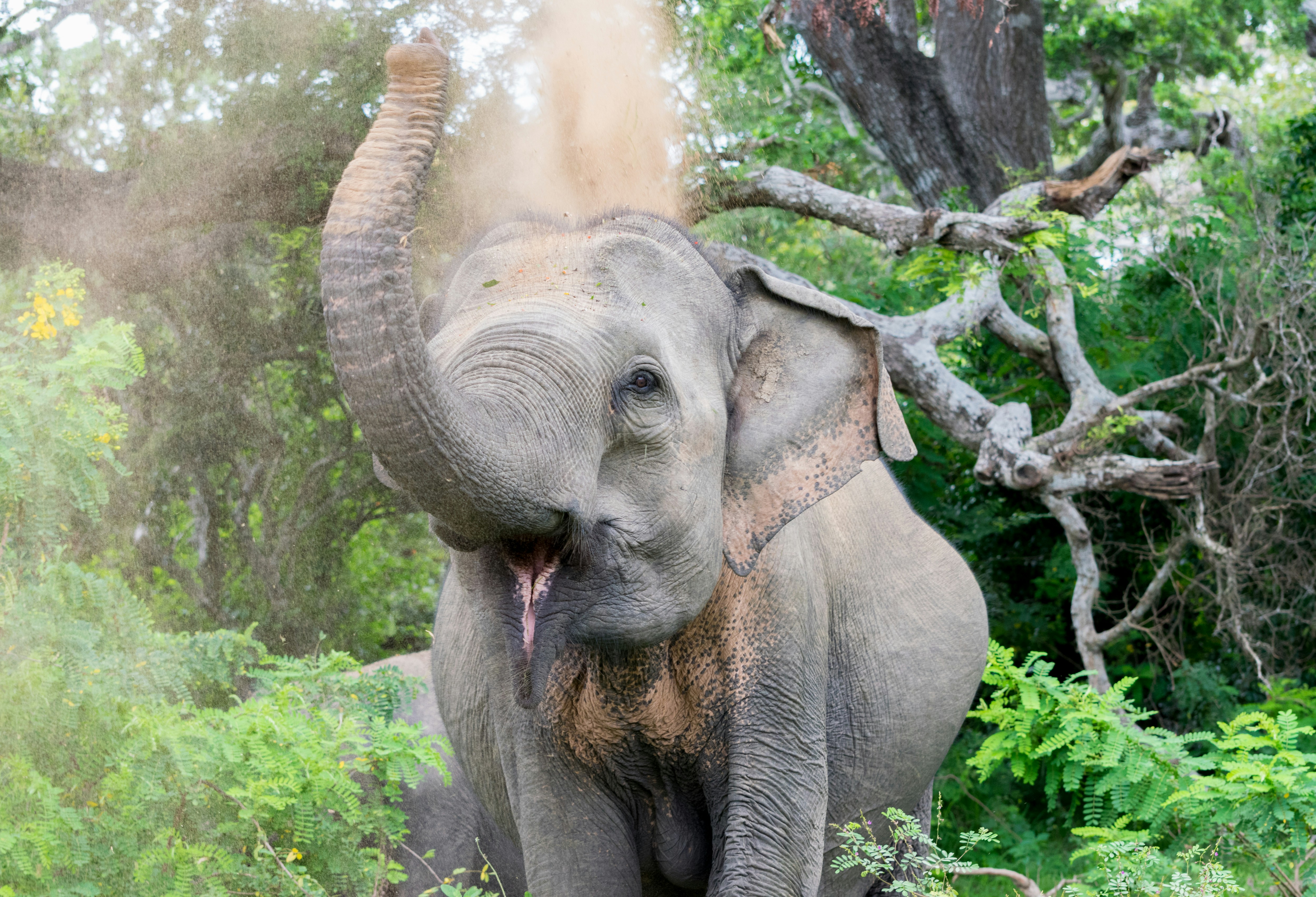 Elephant at Yala National Park